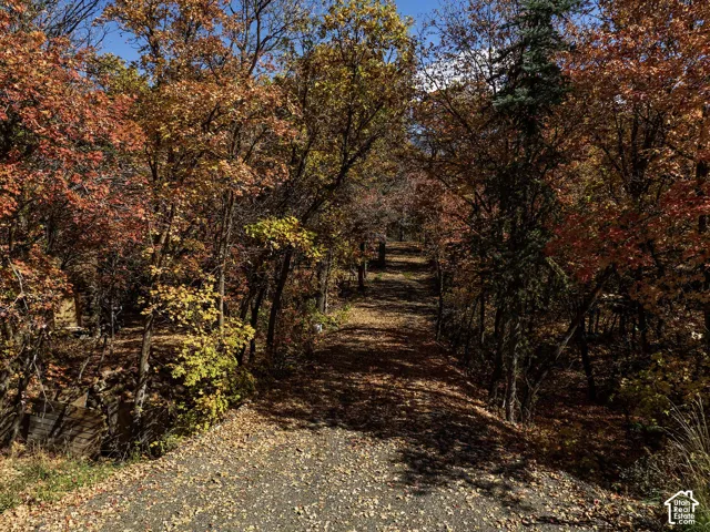 Wooded parcel featuring mature deciduous trees, evergreen pine, and a natural gravel path