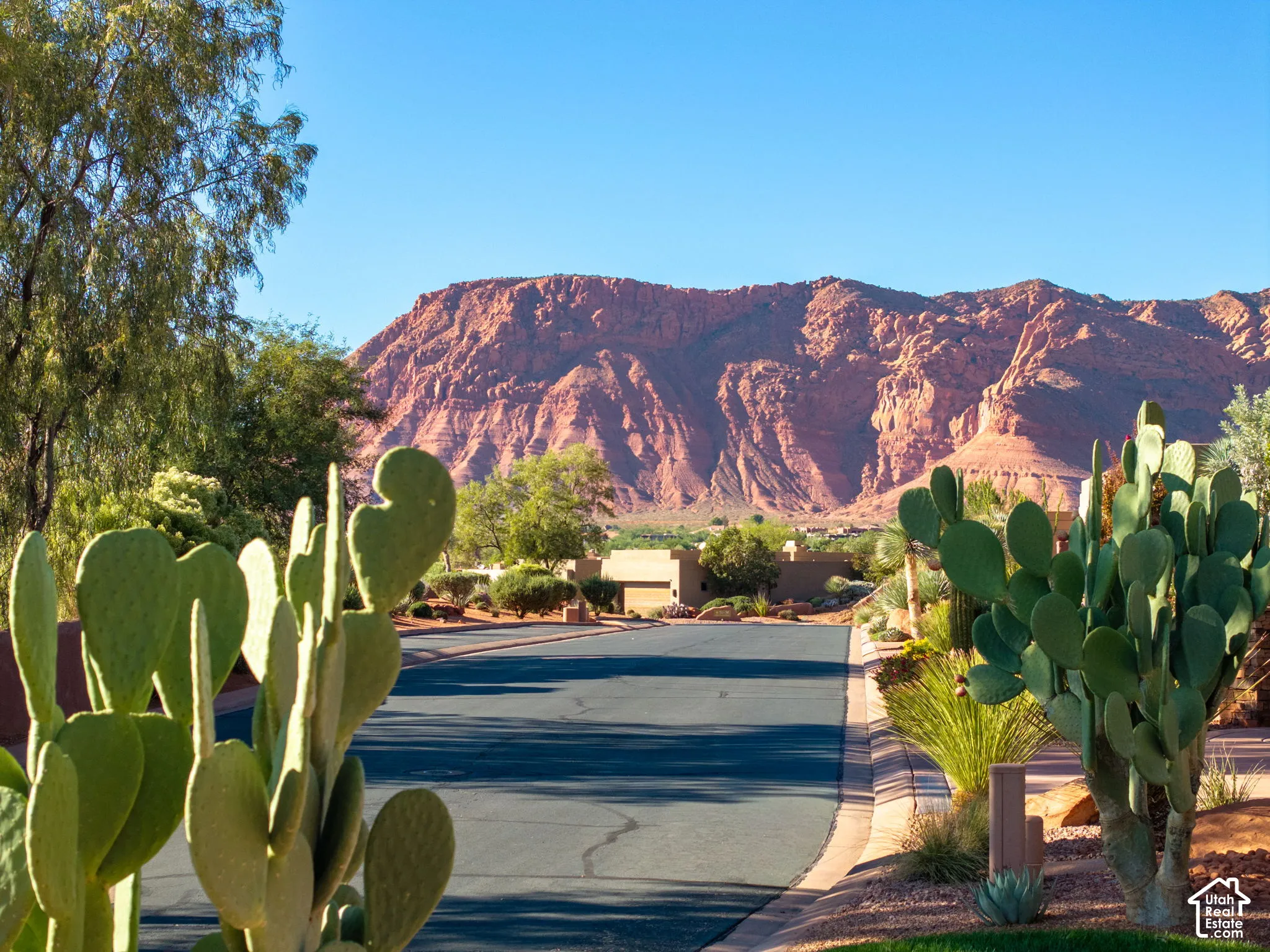 Streetscape featuring desert landscaping, mature cacti, paved roadway, and red rock mountain backdrop