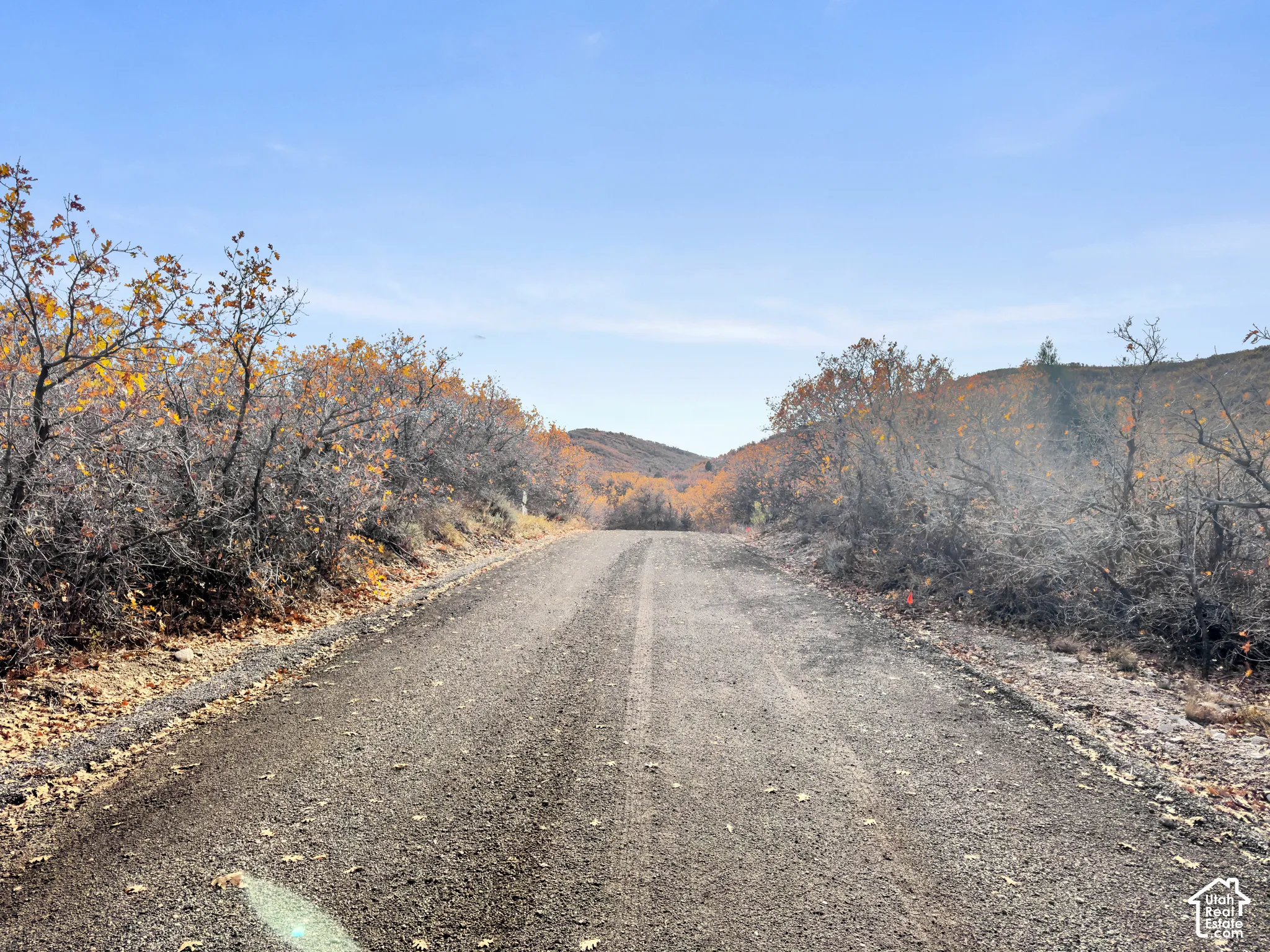 Paved access road flanked by native deciduous shrubs and topography featuring rolling hills
