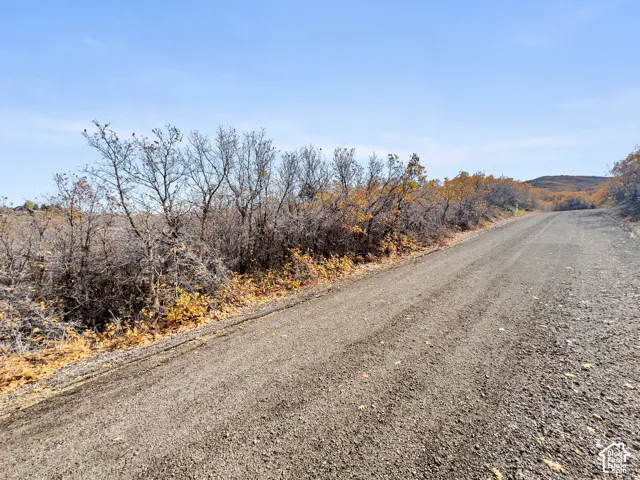 Gravel thoroughfare bordered by native vegetation and deciduous trees