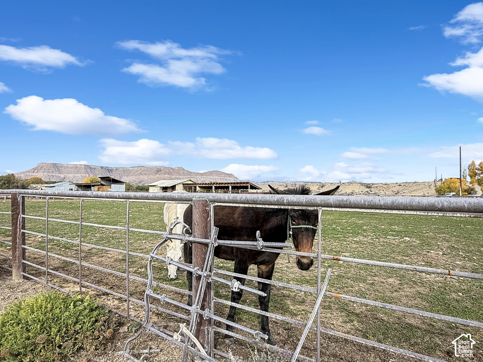 Expansive pasture enclosed by metal tubular fencing, featuring an open landscape with prominent mountain scenery and auxiliary outbuildings