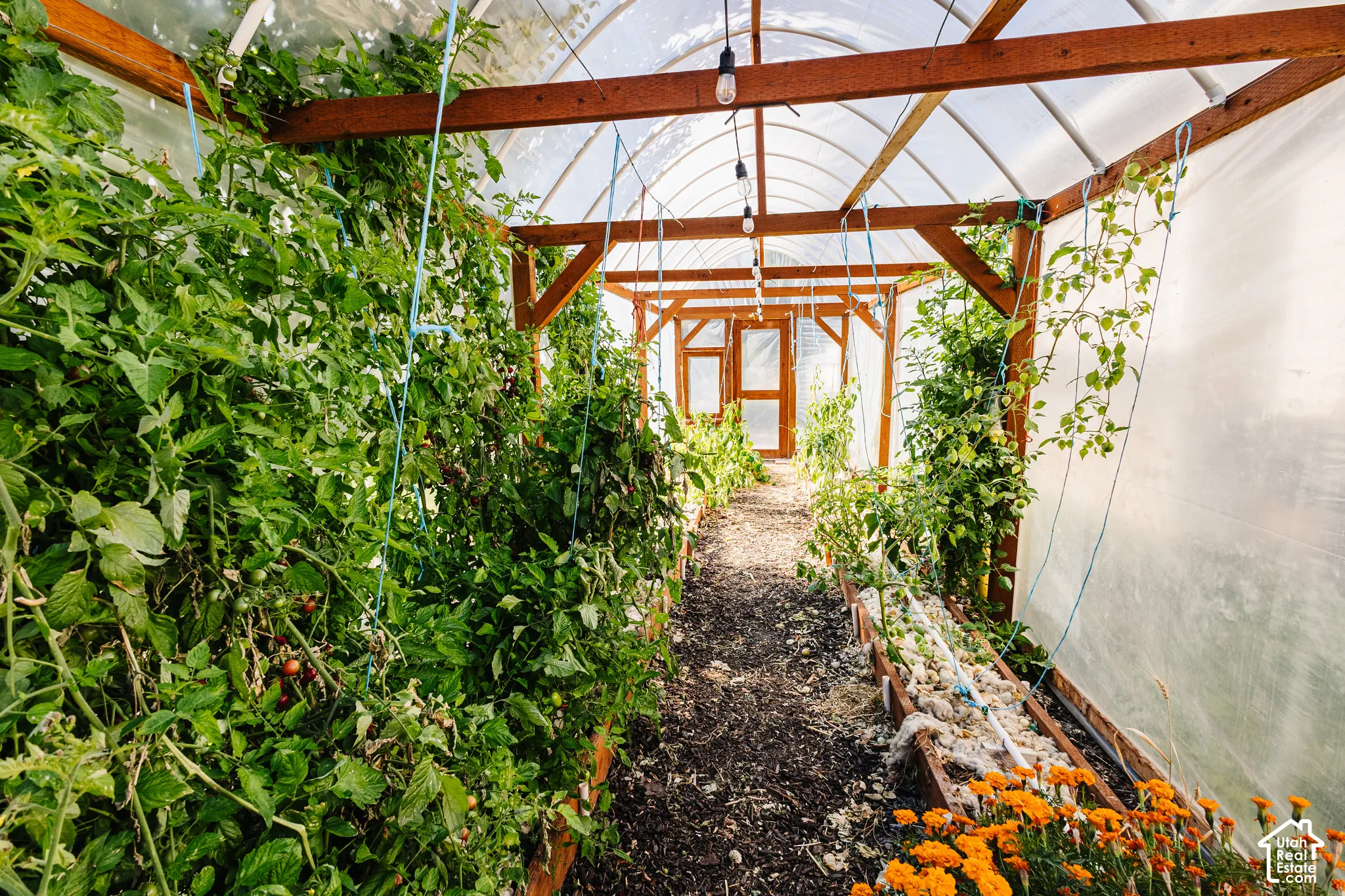 Greenhouse structure featuring a wood-frame arch design, translucent poly-film covering, and integrated hanging pendant lighting