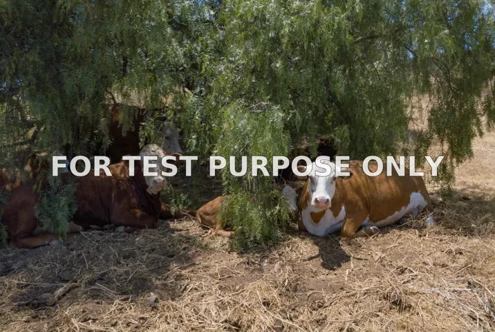 Demo/Test Data 1334 Deerbrook Dr, San Marcos, Ca 92069