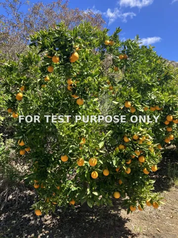 Demo/Test Data 1088 Deer Springs Rd, San Marcos, Ca 92069