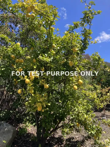 Demo/Test Data 1088 Deer Springs Rd, San Marcos, Ca 92069