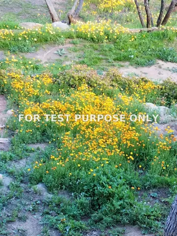 Demo/Test Data 2449 Nido Aguila, Alpine, Ca 91901