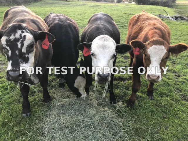 Demo/Test Data 25394 Mesa Grande Road, Santa Ysabel, Ca 92070