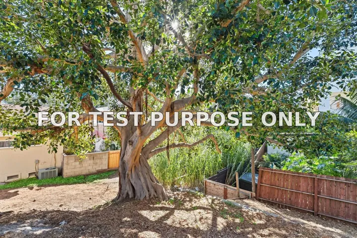 Stunning Tree in Backyard- Provides shade