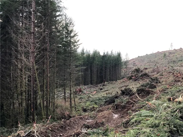 Photo south of Scotty Road and north of creek.