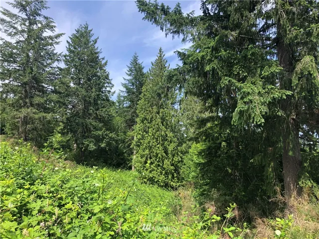 View from what appears to be an old driveway bed.