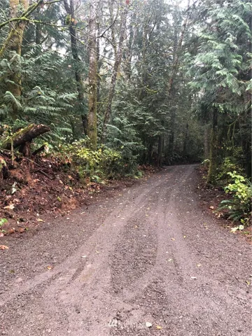 Newly cleared driveway early November.
