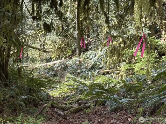 Trail is marked by pink ribbons that'll lead you to the road cut