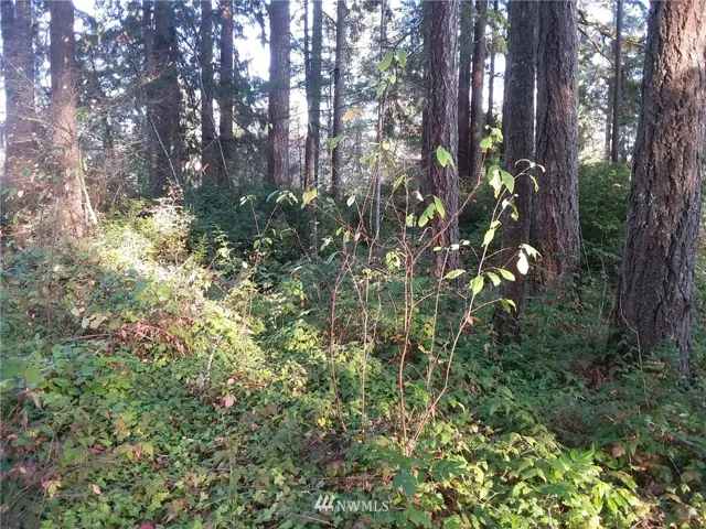 Commercial grade timber on this wooded quiet lot.