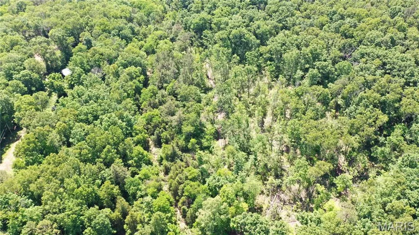 Drone / aerial view of a forest