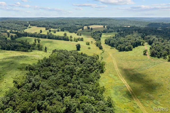 Bird's eye view of a forest