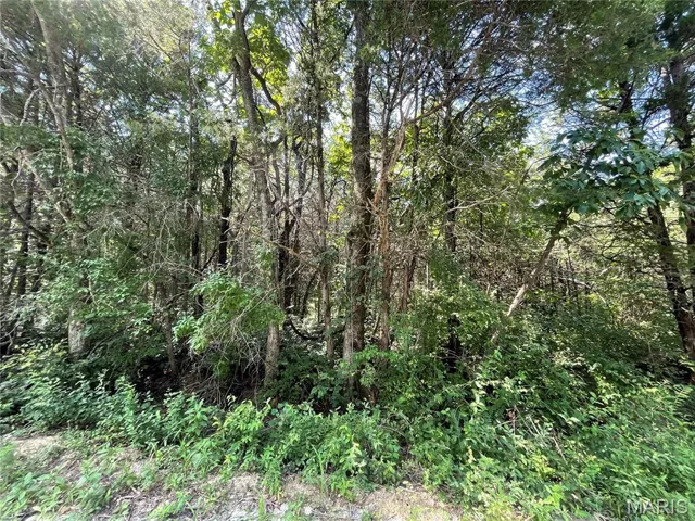 View of tree filled area