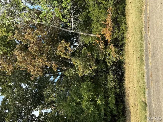View of local wilderness