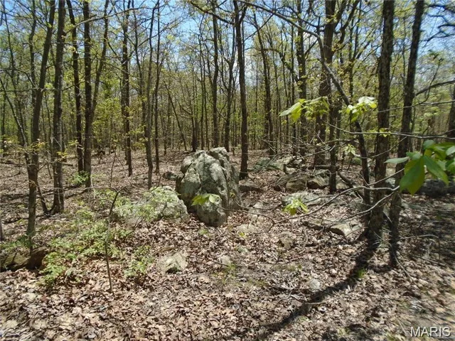 View of tree filled area