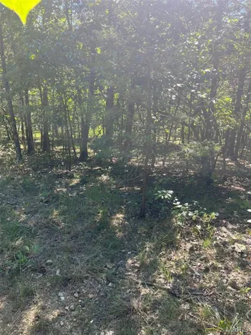 View of local wilderness