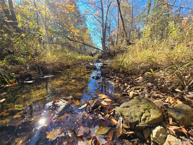 View of local wilderness