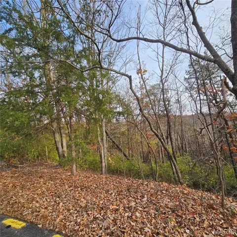 View of tree filled area