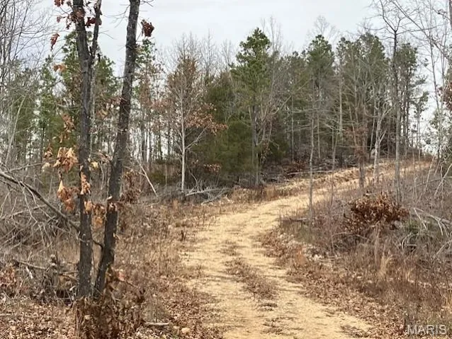 View of tree filled area