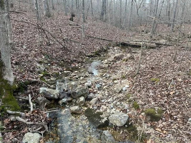 View of local wilderness