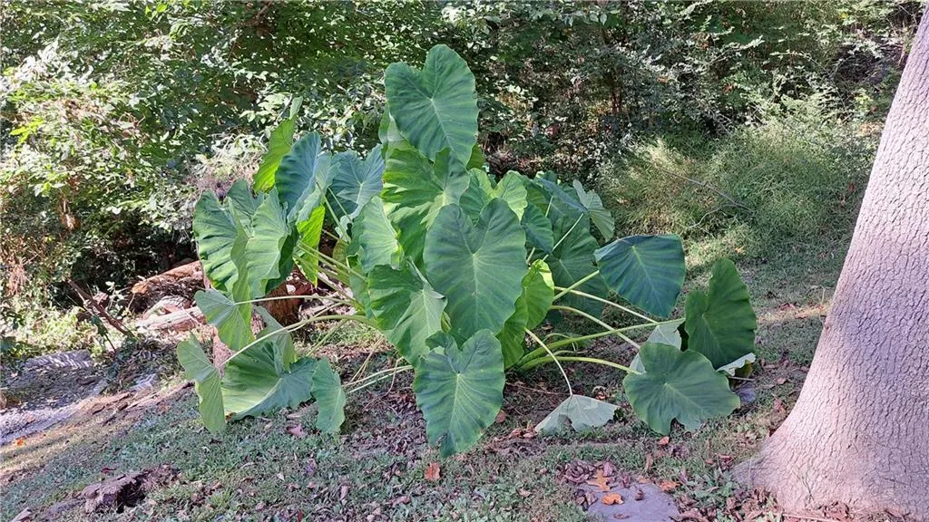 Have your own elephant ears in the backyard!
