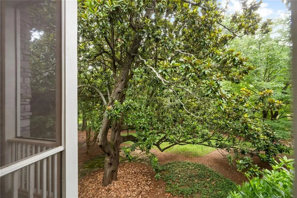160+ Year Old Magnolia Tree