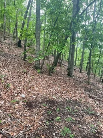 Wooded lot featuring mature trees and natural ground cover