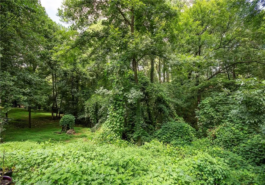 View of tree filled area