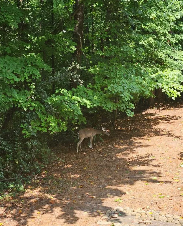 Visiting Deer Visiting Deer