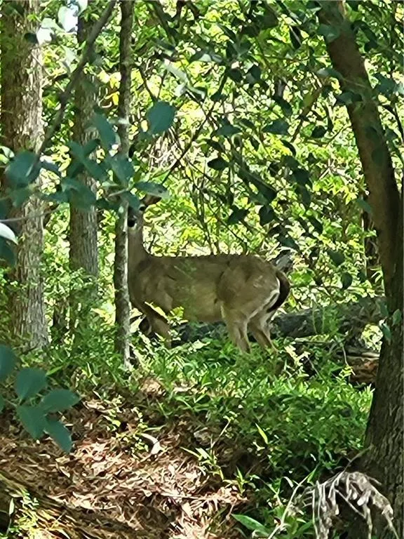 Surrounded by Wildlife!