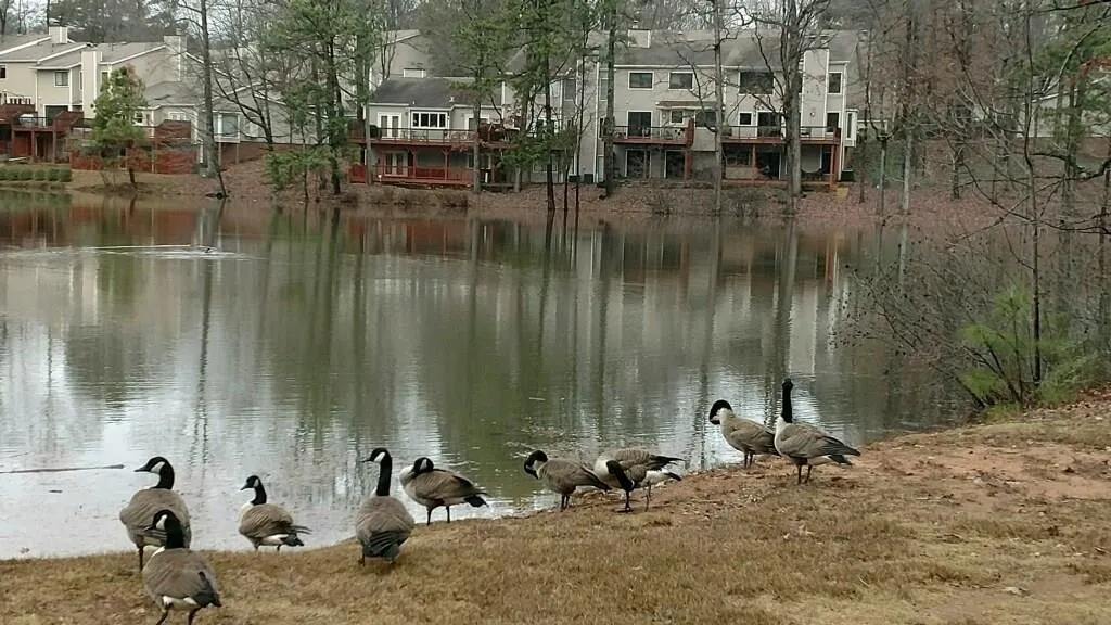 28 Basswood Circle Unit 28, Sandy Springs, Georgia 30328, 2 Bedrooms Bedrooms, ,2 BathroomsBathrooms,Residential,Sold,28 Basswood Circle Unit 28,5795267