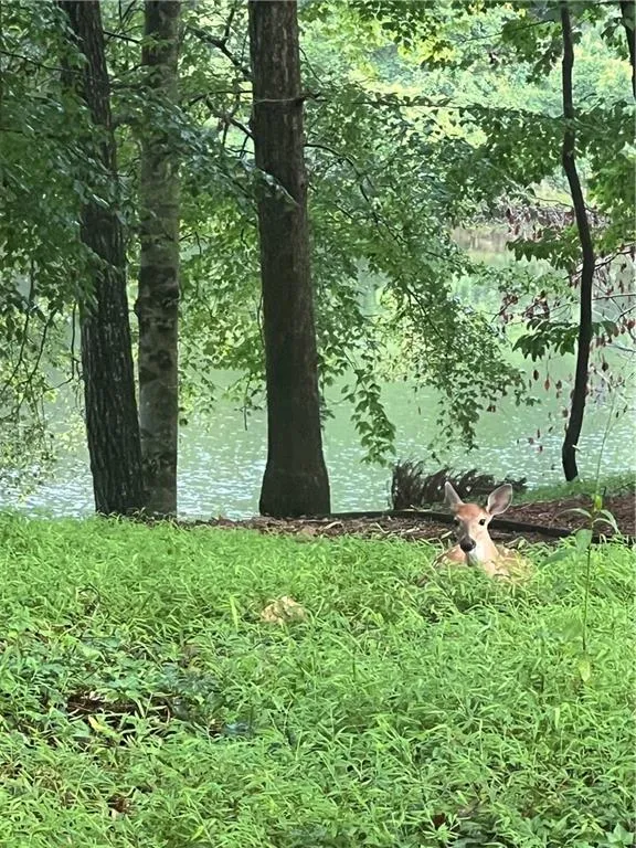 A regular backyard sighting!