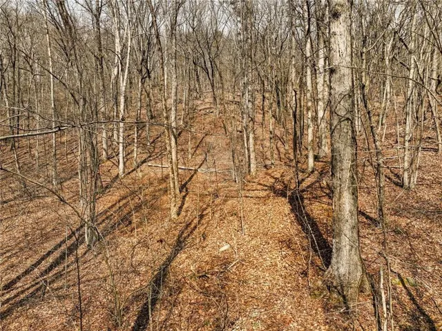 Wooded terrain with mature deciduous trees and natural ground covering