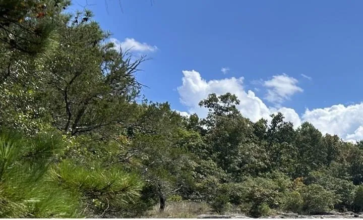 View of woods