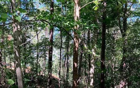 Mature woodland property featuring diverse tree species and natural vegetation