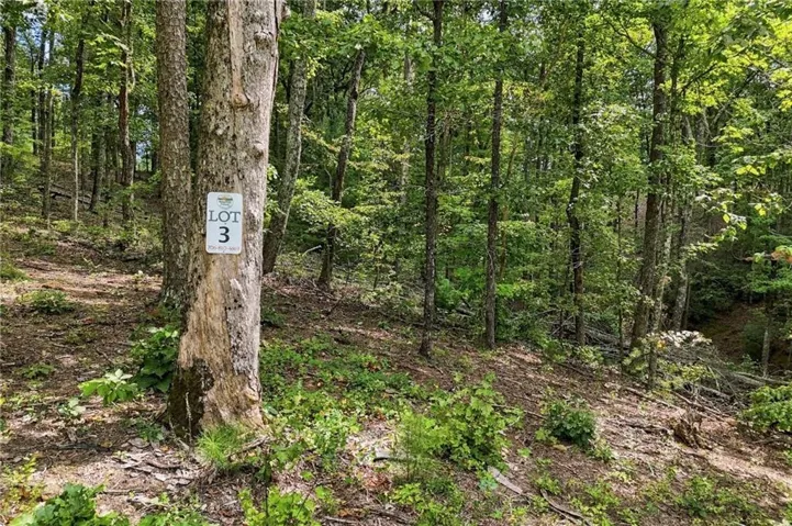 Wooded lot featuring mature trees and natural ground cover