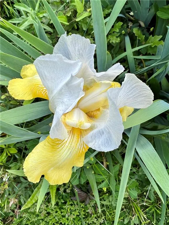 105 Silverwood Road Ne, Sandy Springs, Georgia 30342, 4 Bedrooms Bedrooms, ,2 BathroomsBathrooms,Residential,Sold,105 Silverwood Road Ne,7134846