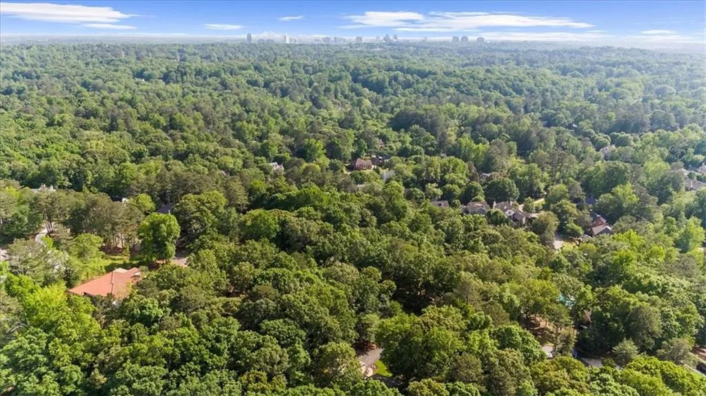Bird's eye view of a forest