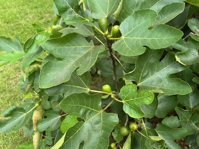 Fig tree in back yard.
