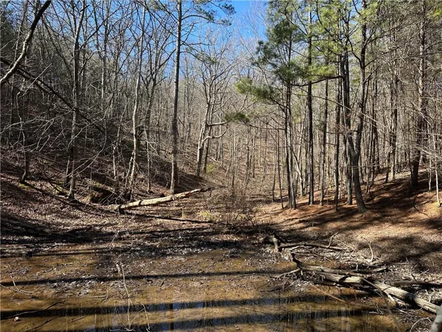 View of local wilderness