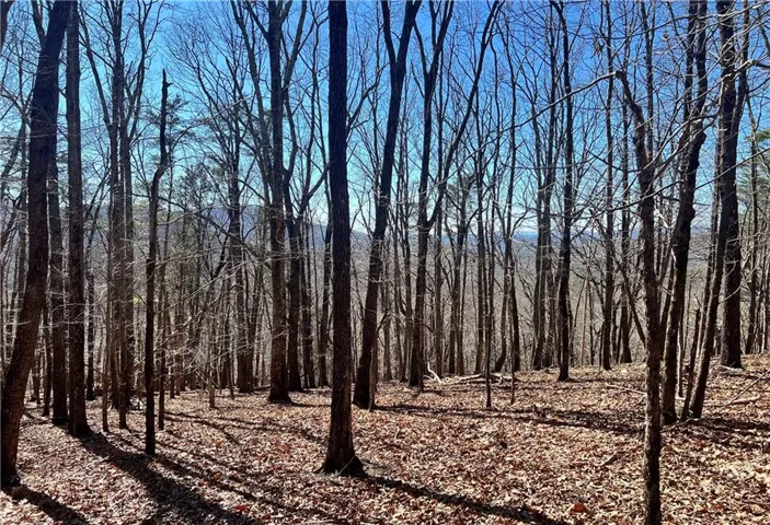 View of tree filled area