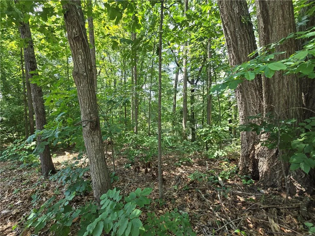View of tree filled area