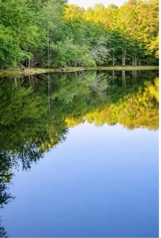 Tranquil water feature reflecting mature green foliage