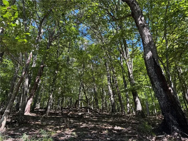 View of tree filled area