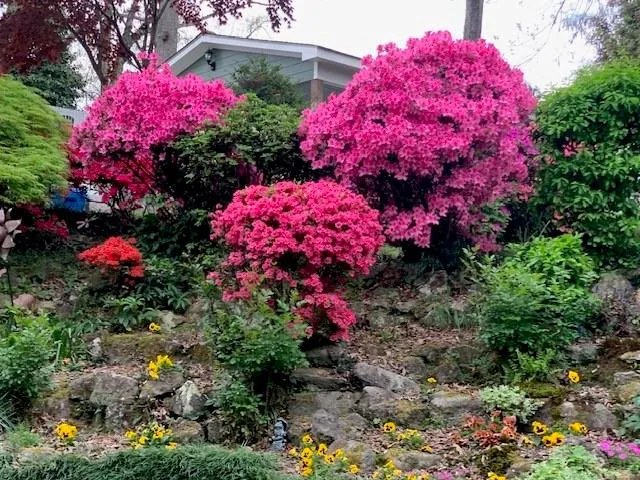 251 Beverly Road Ne, Atlanta, Georgia 30309, 3 Bedrooms Bedrooms, ,2 BathroomsBathrooms,Residential,For Sale,251 Beverly Road Ne,7589721
