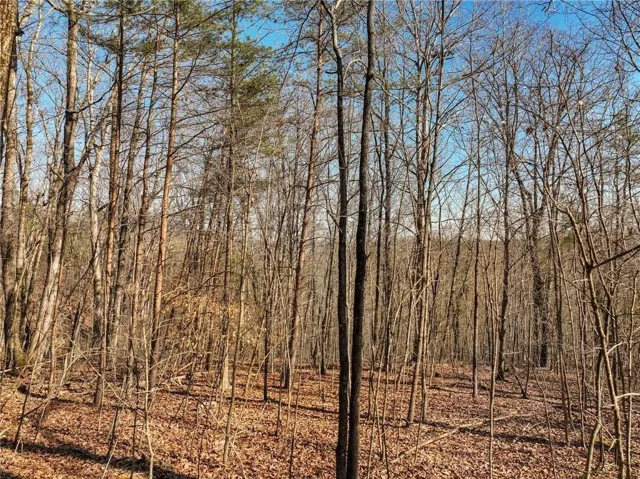 Wooded parcel featuring a varied tree canopy and a natural ground cover of fallen leaves