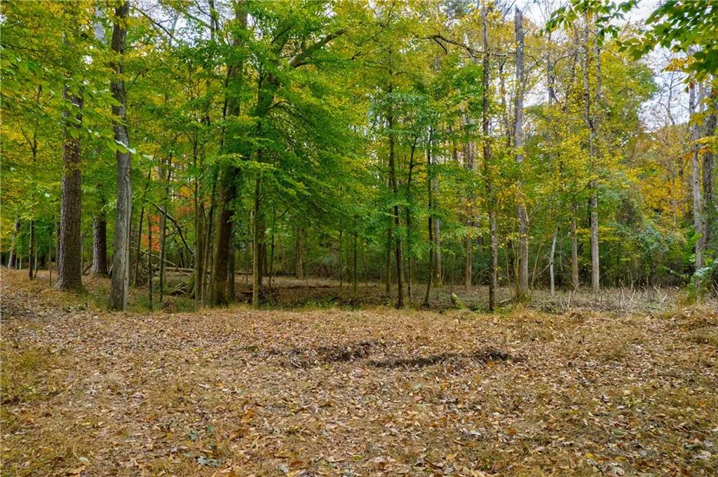 View of local wilderness